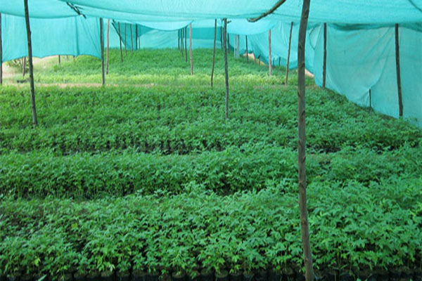 Shade nets in Hyderabad